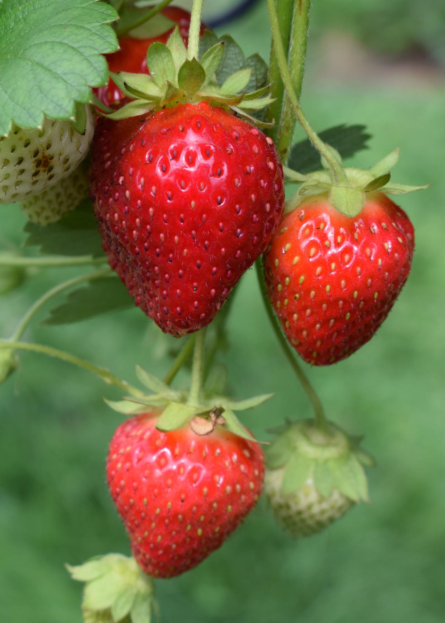 Fragaria x ananassa Delizzimo - Ø13cm - ↕45cm