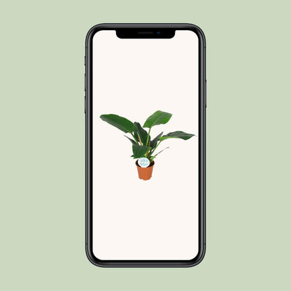 Philodendron Imperial Green - Ø14cm - ↕40cm