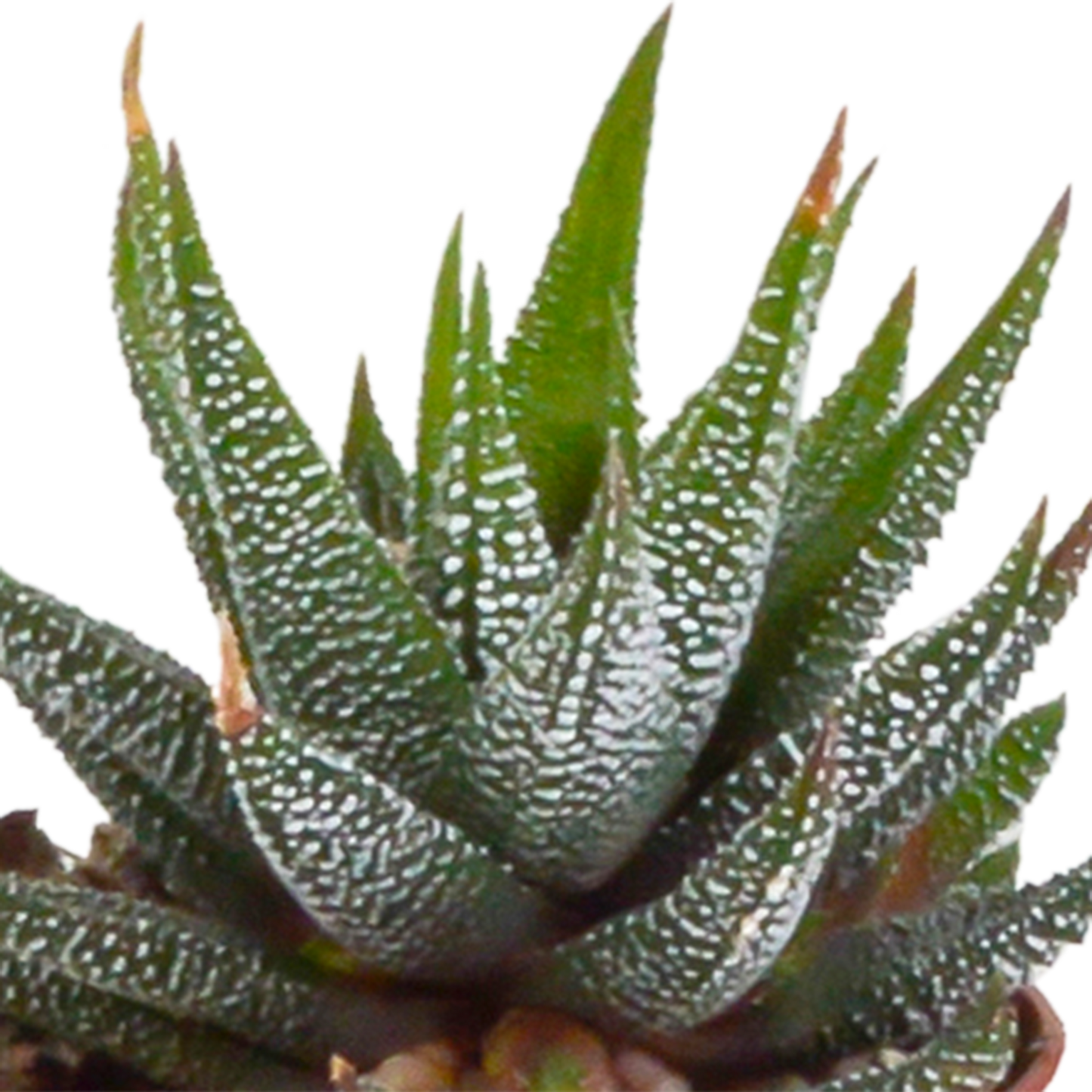 Gasteria & Haworthia Mix 5er Set im Terrakotta-Topf