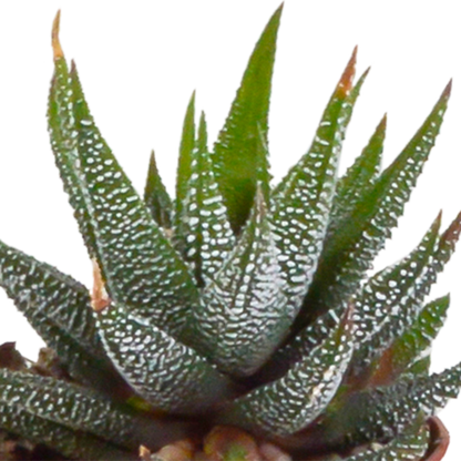 Gasteria & Haworthia Mix 5er Set im Terrakotta-Topf