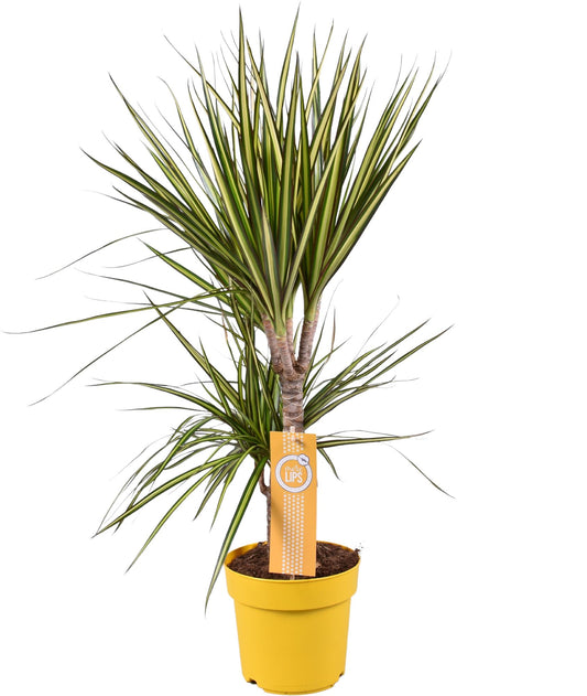 Dracaena Sunray - Ø17cm - ↕70cm