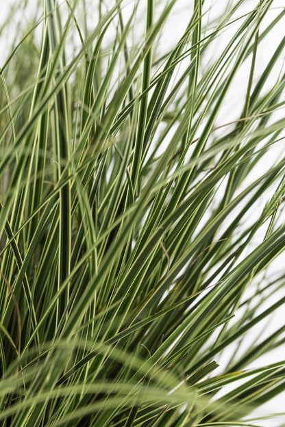 3x - Carex brunnea 'Variegata' - ↨30cm - Ø14