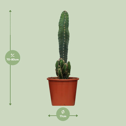 Cereus Peruvianus Florida - Ø17cm - ↕75cm