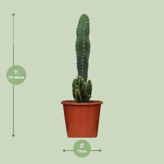 Cereus Peruvianus Florida - Ø17cm - ↕75cm