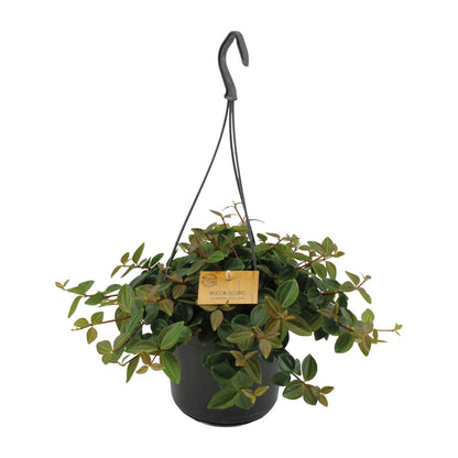 Peperomia Ang.Rocca Scuro - Ø15cm - ↕25cm