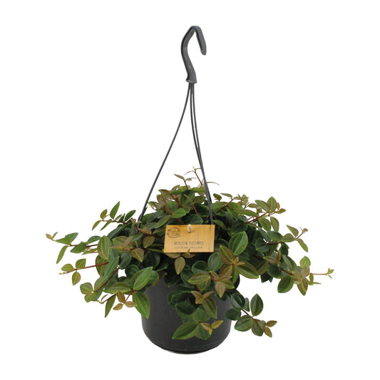 Peperomia Ang.Rocca Scuro - Ø15cm - ↕25cm
