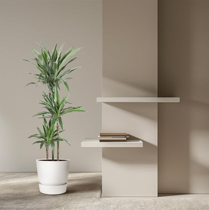 Drachenbaum Warneckei – Elegante & Pflegeleichte Zimmerpflanze 100 cm