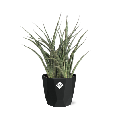 Sansevieria Fernwood Punk in 14cm b.for rock living black