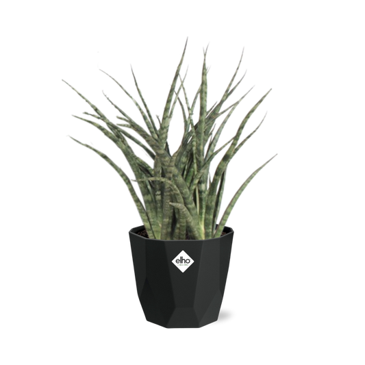 Sansevieria Fernwood Punk in 14cm b.for rock living black