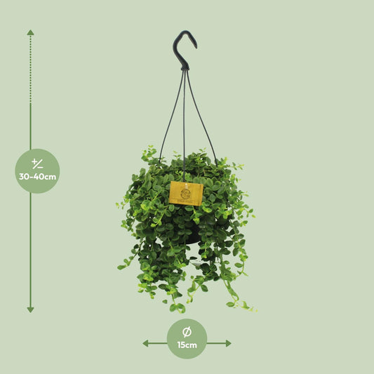 Kalanchoe Mangini - Ø15cm - ↕40cm