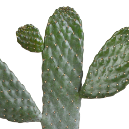 Opuntia consulae - 17cm - zonder pot
