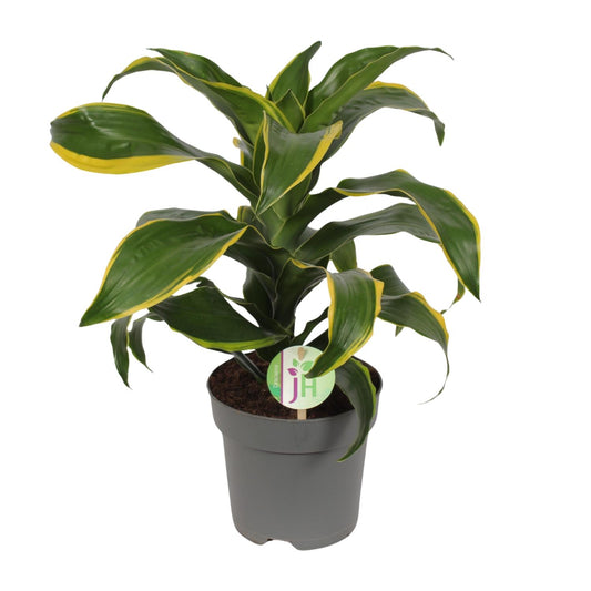 Dracaena Fragrans Grune gelb - Ø17cm - ↕40cm