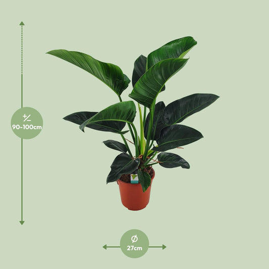 Philodendron Congo Millions - Ø27cm - ↕100cm