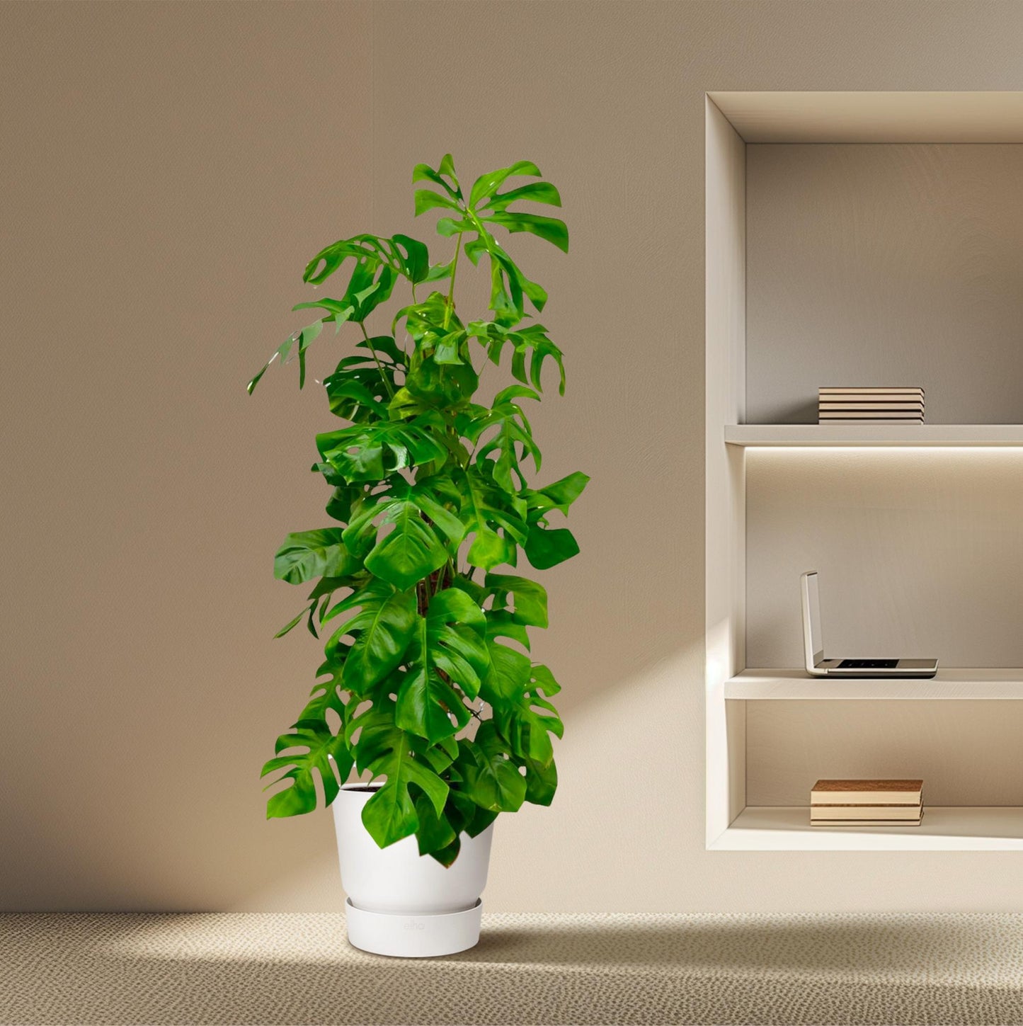 Fensterblatt XXL – Monstera Deliciosa Zimmerpflanze 180 cm