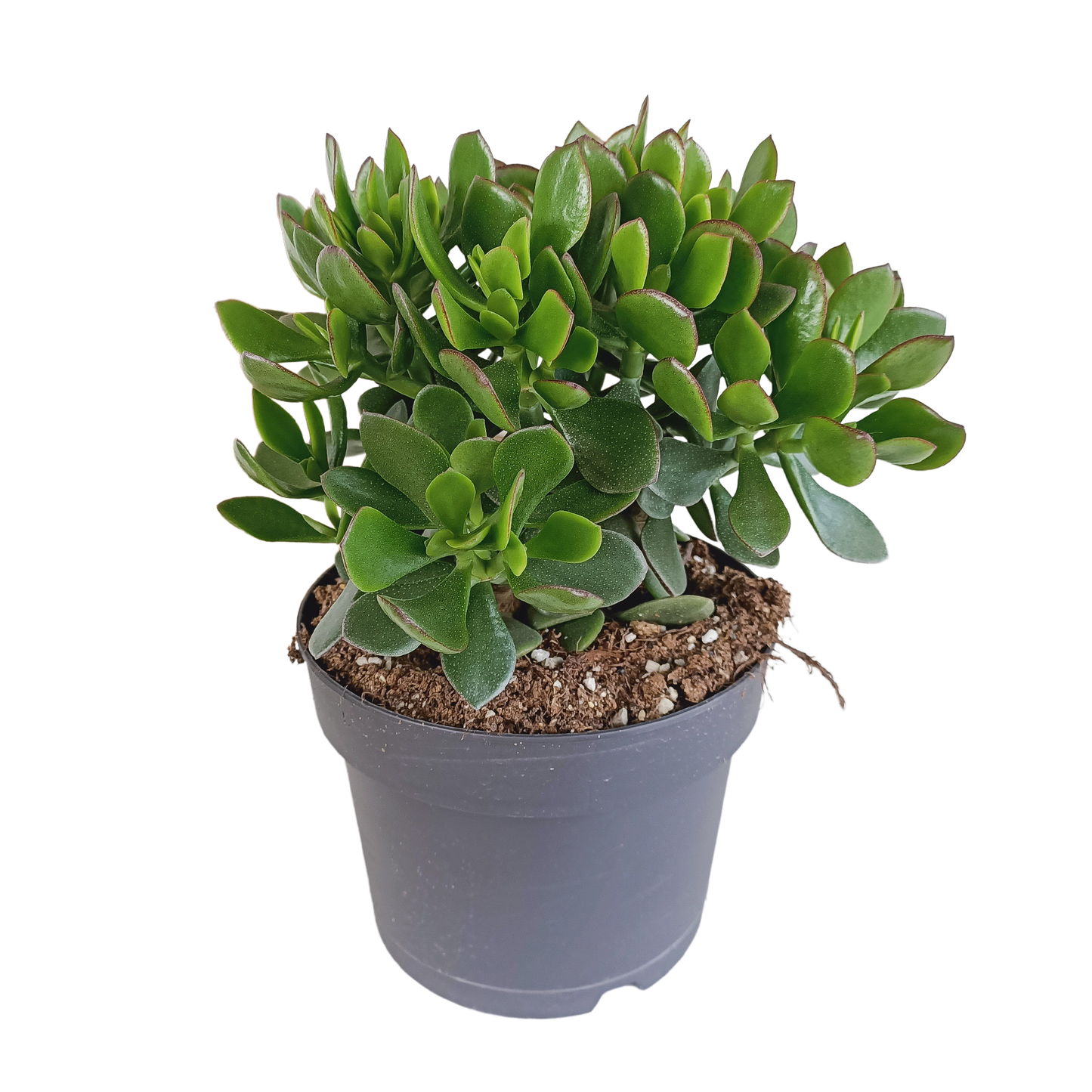 Crassula Minova – Rote Kanten Sukkulente 17 cm