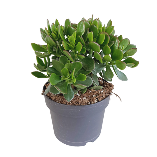 Crassula Minova – Rote Kanten Sukkulente 17 cm