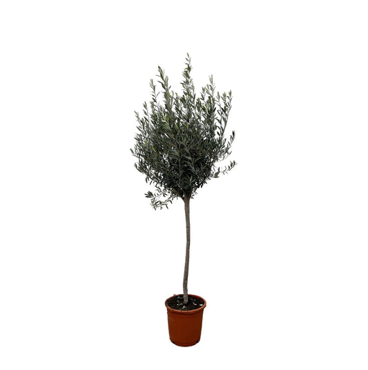 Olivenbaum auf Stamm – 160 cm Mediterranes Flair