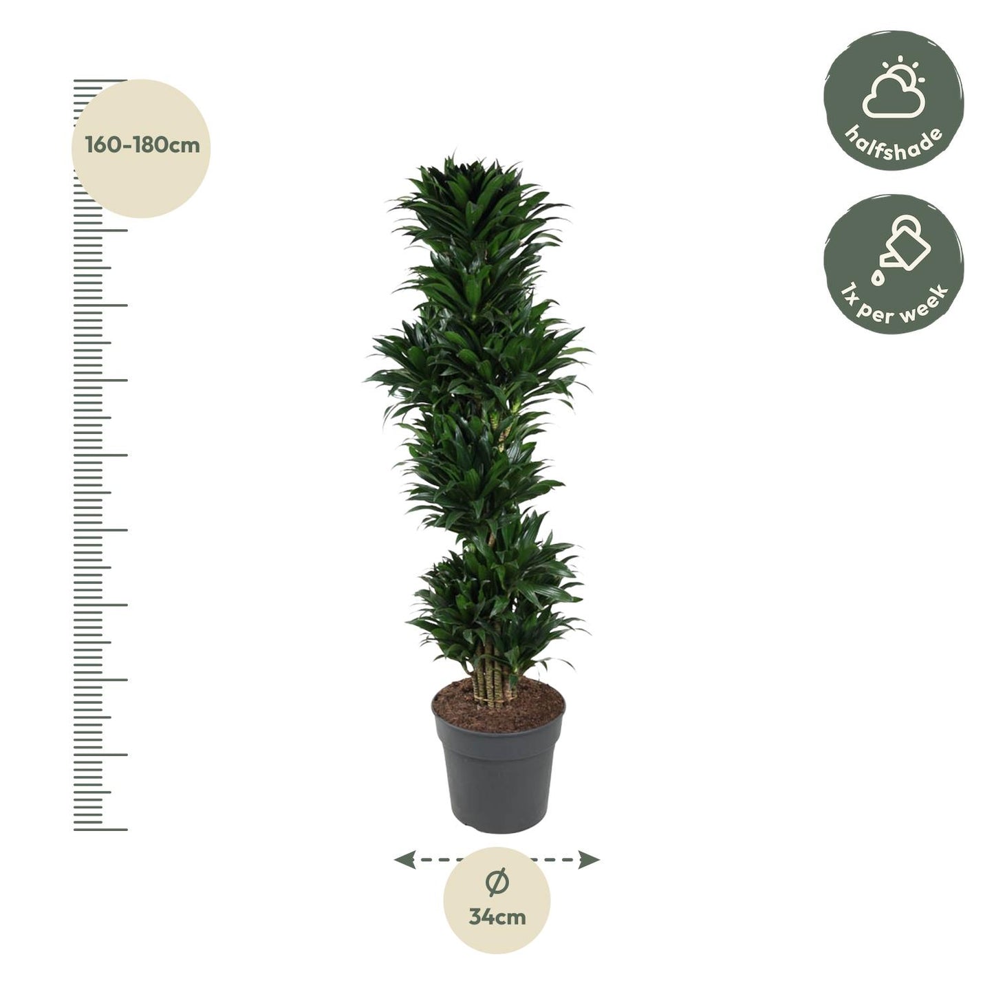 Drachenbaum Compacta – 170 cm pflegeleichte Zimmerpflanze