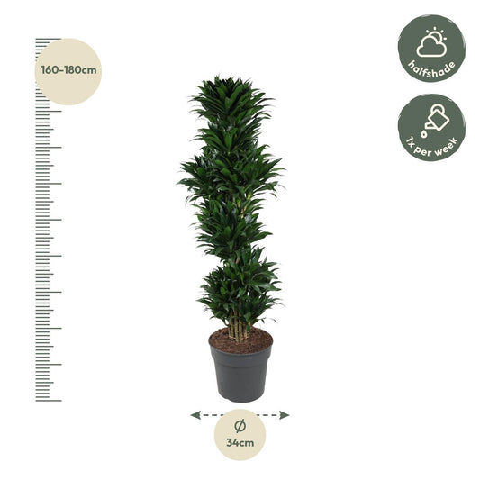 Drachenbaum Compacta – 170 cm pflegeleichte Zimmerpflanze