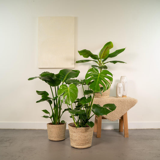 Monstera Deliciosa - Ø21cm - ↕75cm + Alocasia Zebrina - Ø19cm - ↕75cm + Strelitzia Nicolai - Ø19cm - ↕85cm + Korb Selin