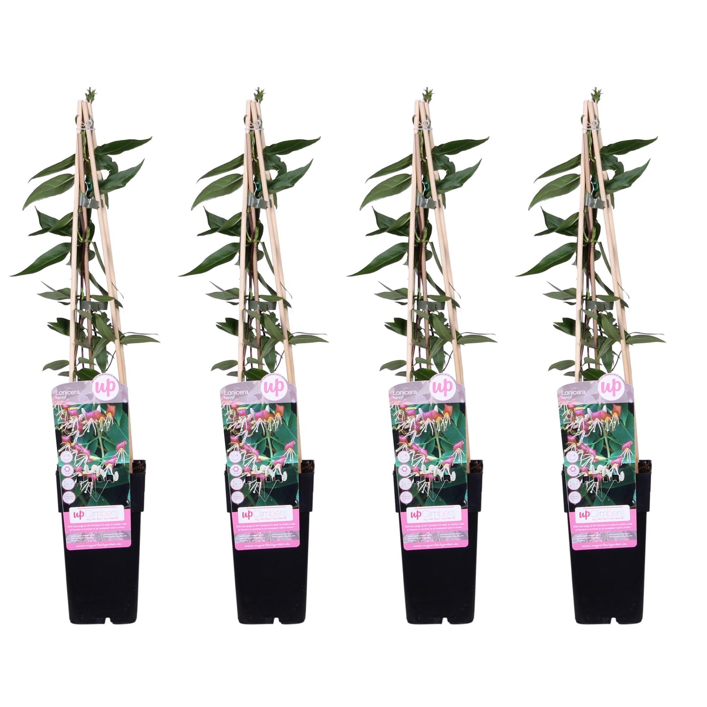 4x - Lonicera henryi - ↨65cm - Ø15