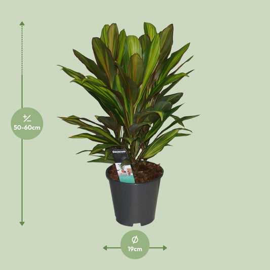 Cordyline Kiwi - Ø19cm - ↕55cm