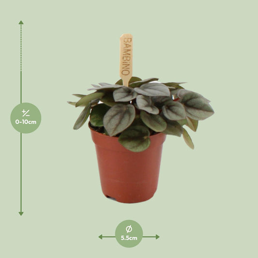 Peperomia Milano - Ø6cm - ↕10cm