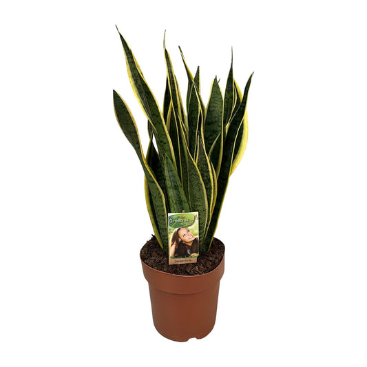 Sansevieria Trifasciata Laurentii - Ø21cm - ↕60cm