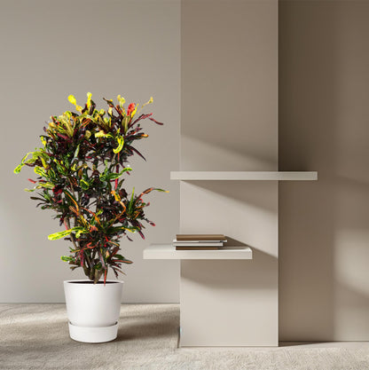 Kroton Mammi – 120 cm bunte Zimmerpflanze