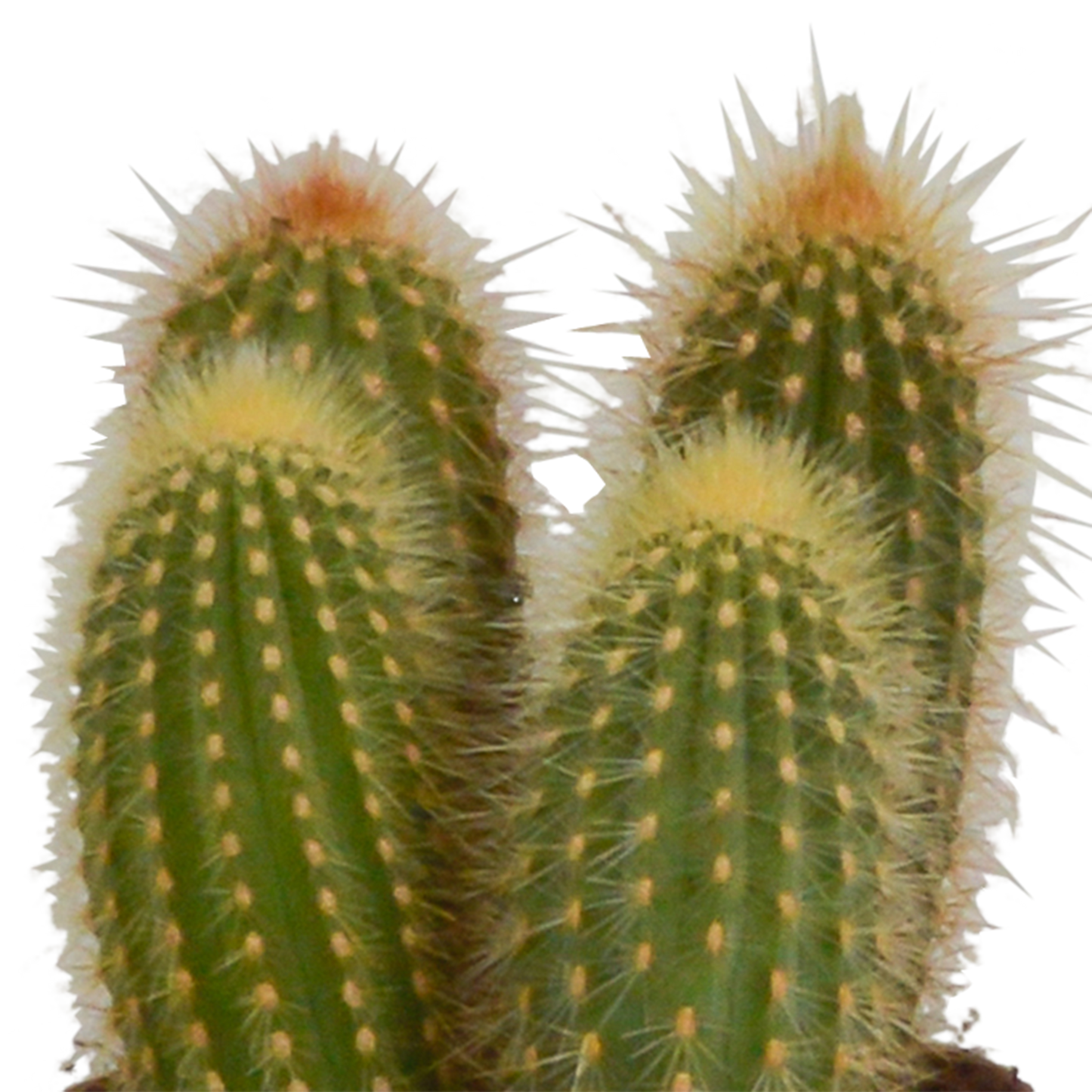 Cereus-Mischung 10,5 cm - 3x - in Mexicaanse pot