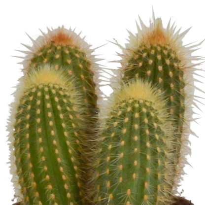 Cereus-Mischung 10,5 cm - 3x - in Mexicaanse pot