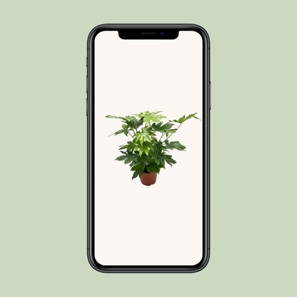 Fatsia Japonica - Ø21cm - ↕85cm