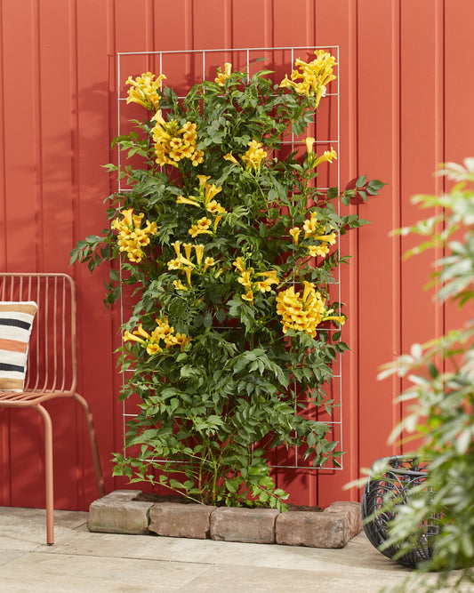 Campsis Summer Jazz 'Gold Trumpet' - Trompetenblume Gelb- Ø15cm - ↕65cm