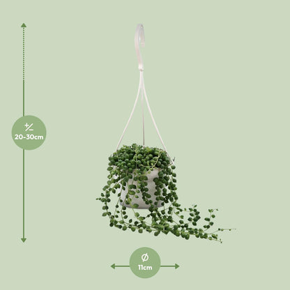 Senecio Rowleyanus - Ø11cm - ↕25cm