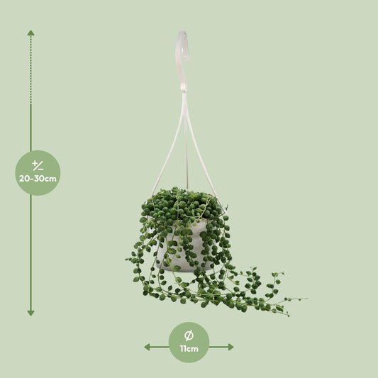 Senecio Rowleyanus - Ø11cm - ↕25cm