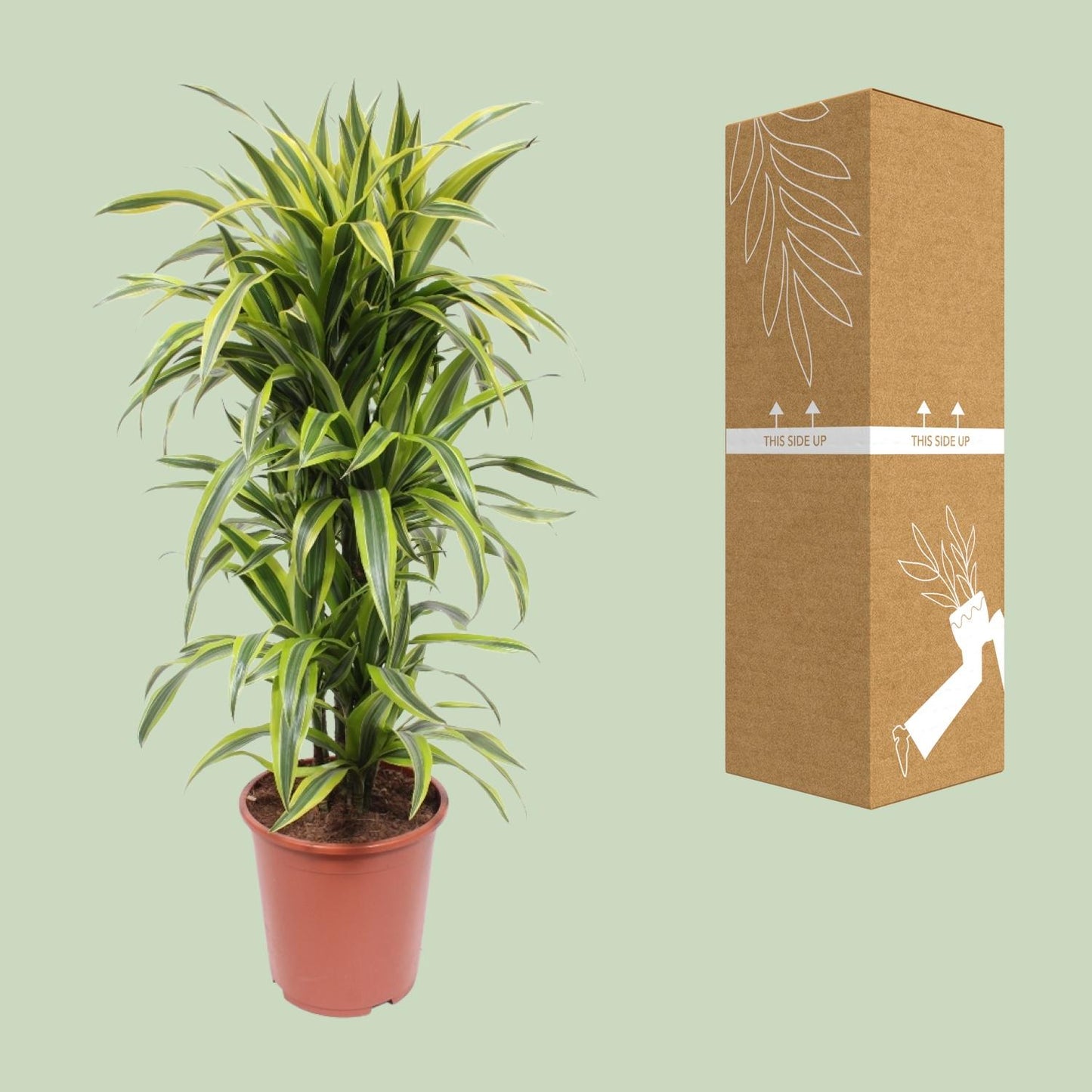 Dracaena Lemon Lime - Ø27cm - ↕110cm