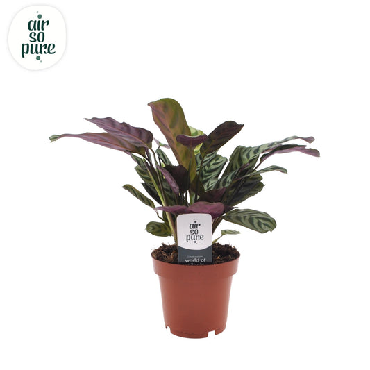 Ctenanthe Burle Marxii - Ø12cm - ↕30cm