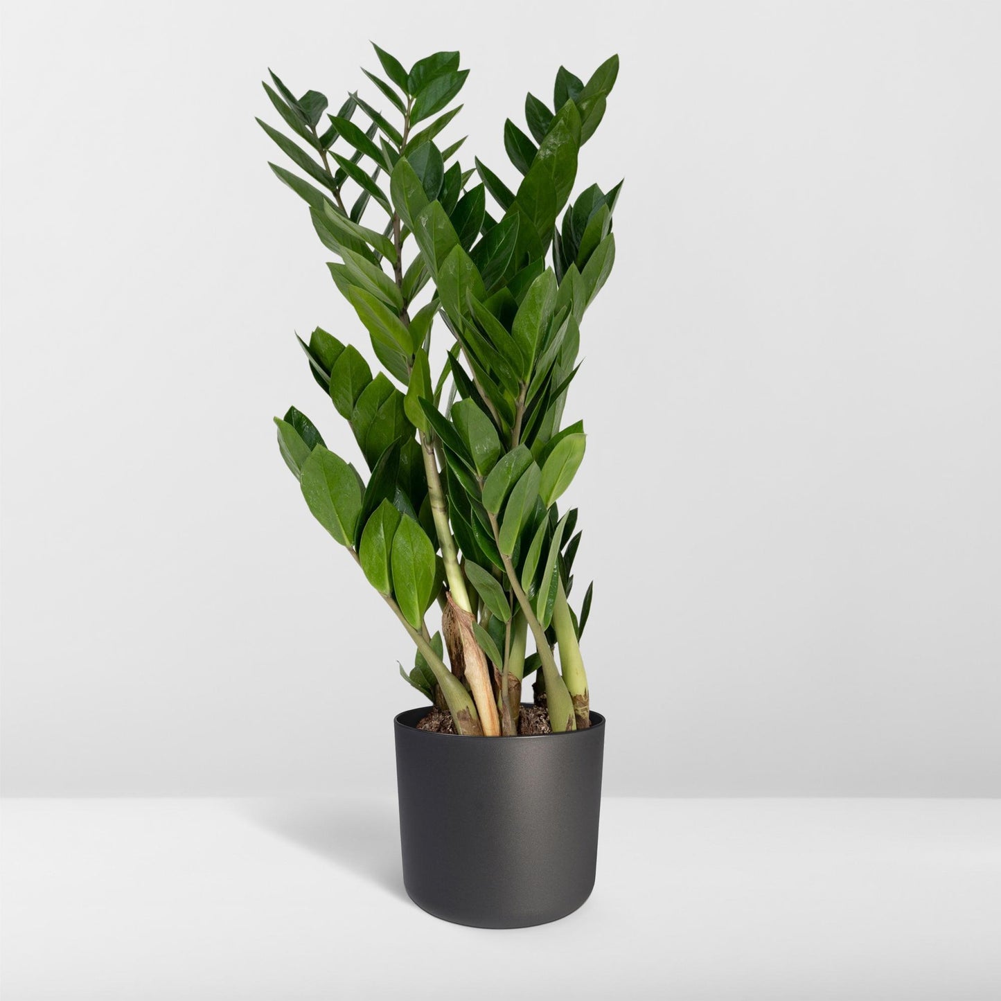 Zamioculcas Zamiifolia  - Ø17cm - ↕70cm
