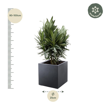 Oleander rot – Mediterrane Kübelpflanze 70 cm