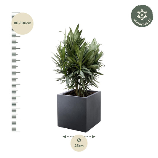 Oleander rot – Mediterrane Kübelpflanze 70 cm