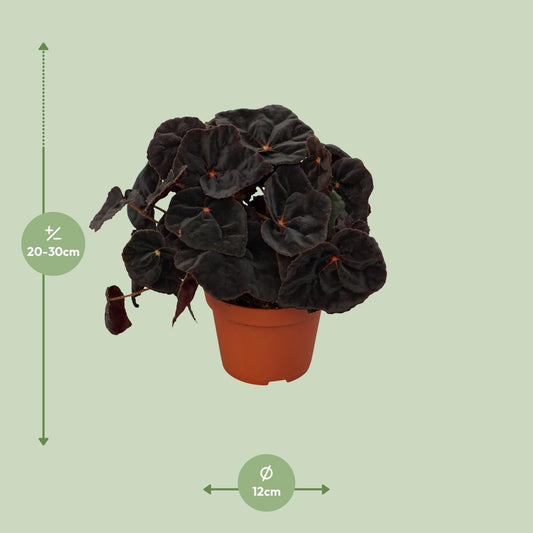 Begonia Rex Conga 12cm - Ø12cm - ↕25cm