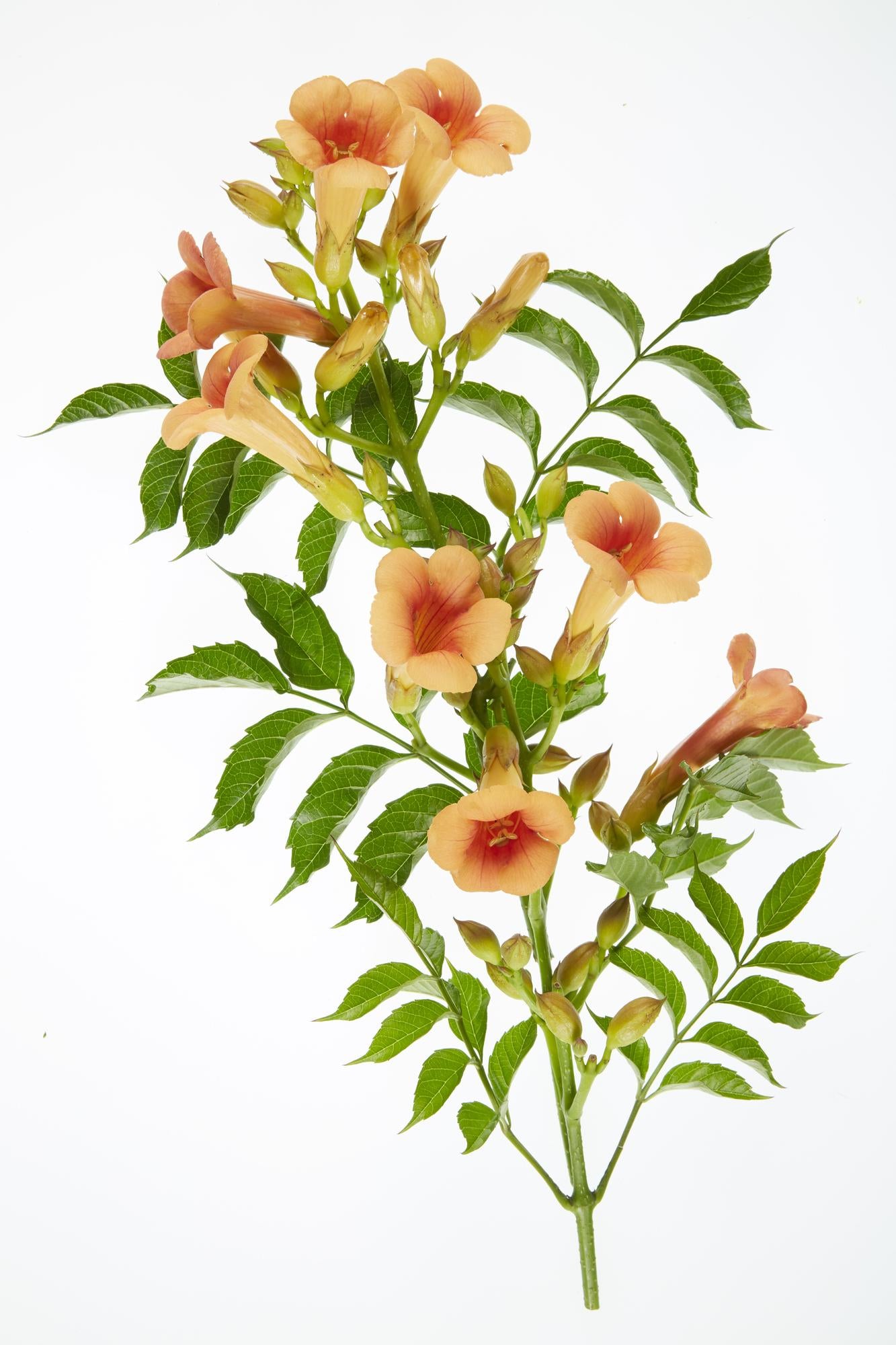 Campsis Indian Summer - Trompetenblume Orange - Ø15cm - ↕65cm - Ø15 - ↨65cm