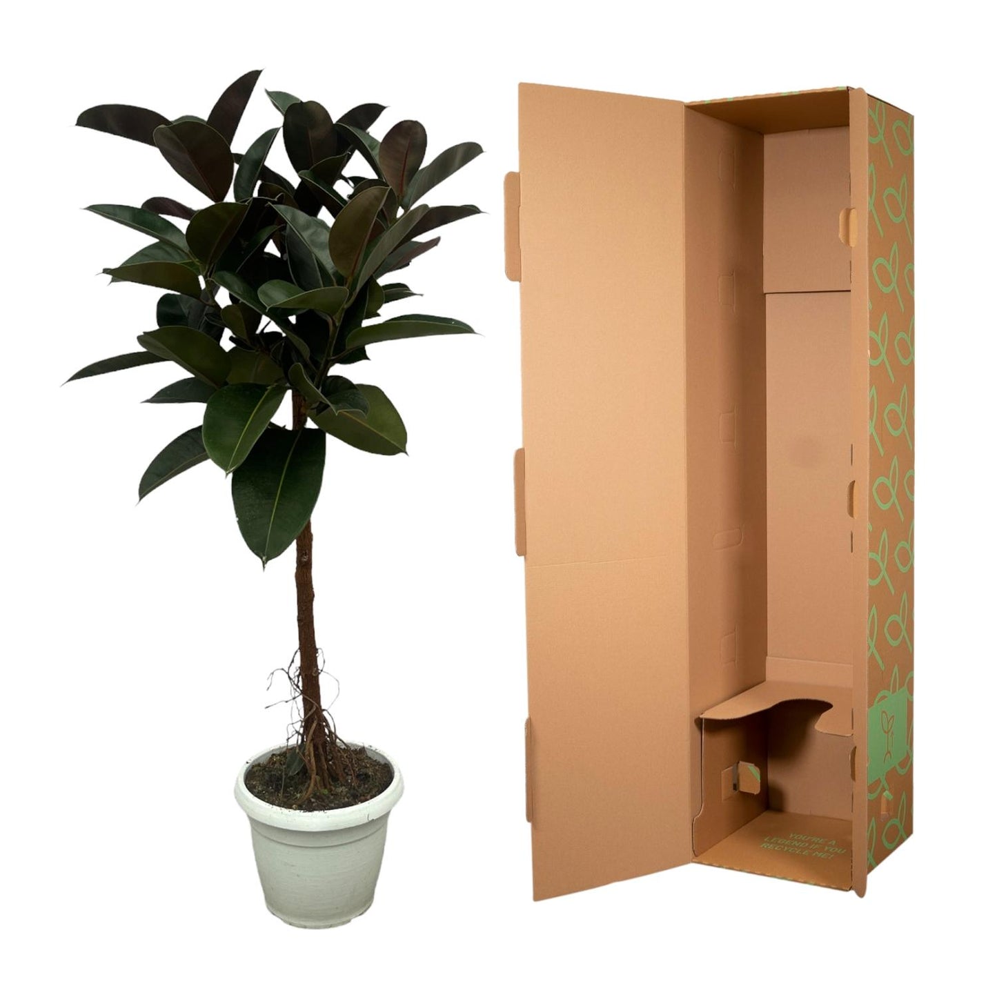Gummibaum 'Robusta' – 140 cm pflegeleichte Zimmerpflanze