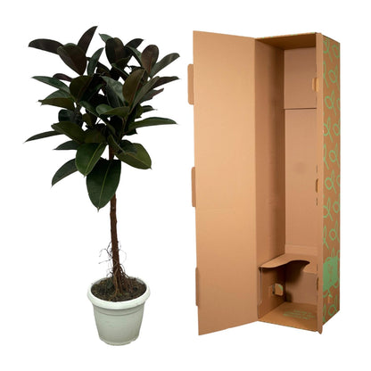 Gummibaum 'Robusta' – 140 cm pflegeleichte Zimmerpflanze