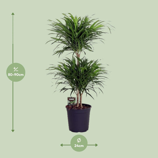 Dracaena Reflexa Anita - Ø24cm - ↕90cm