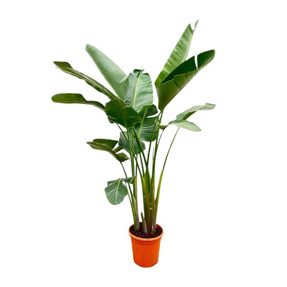 Paradiesvogelblume XXL – Weiße Strelitzie 250 cm