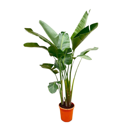 Paradiesvogelblume XXL – Weiße Strelitzie 250 cm
