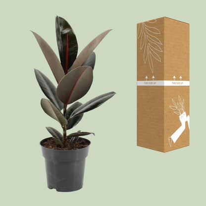 Ficus Elastica Abidjan - Ø17cm - ↕55cm