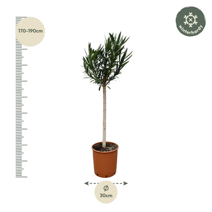 Rosa Oleander am Stamm 170 cm – Mediterrane Kübelpflanze