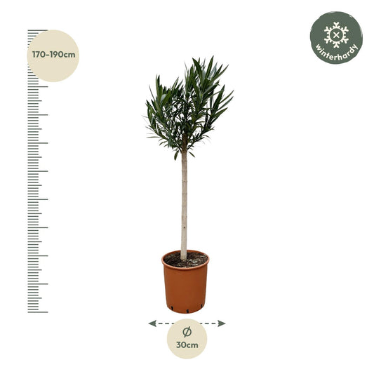 Rosa Oleander am Stamm 170 cm – Mediterrane Kübelpflanze